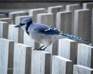 DSC_0747_10171-2.jpg