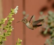 Hummer7.jpg