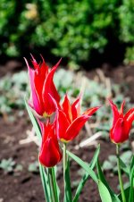 Sharp tulips.jpg