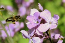 Bee in Flight.jpg