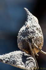 DSC_8479.jpg