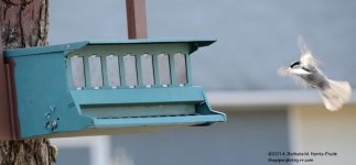 100 Chickadee-140410_01.jpg