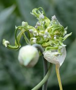 Alium.jpg