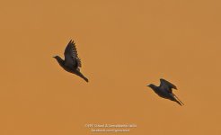 sunset-birds-raw-1.jpg