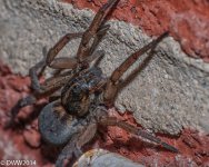 Spidey (1 of 1).jpg