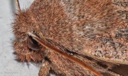 Mothra 2 (1 of 1).jpg