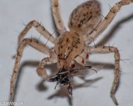 6 legs (1 of 1).jpg