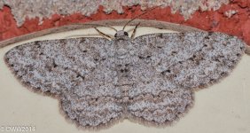 Moth 2 (1 of 1).jpg