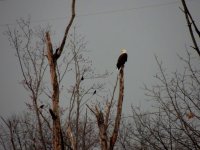 DSCN9520.jpg