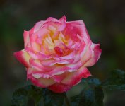 Rose.jpg