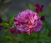 Rose3.jpg
