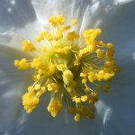 FlowerCenter.jpg