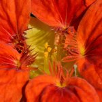 Nasturtium.jpg