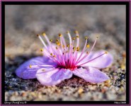 Day101FlowerWeb.jpg