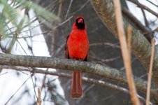 DSC_8525.jpg
