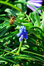 Bee at blue bell.jpg