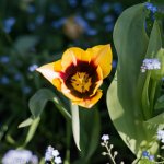 Flowers3.jpg