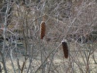 DSCN1575.jpg
