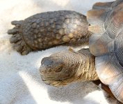 Turtle.jpg