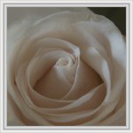 Rose.jpg