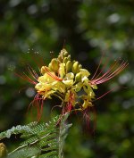 Caesalpinia.jpg