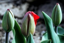 DSC_1356.jpg