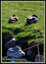 Let Sleeping Duck Lie.jpg