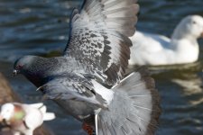 DSC_0084.jpg