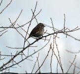 DSC_2652.jpg