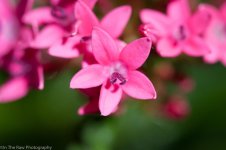 April 11, 2014-Phipps-10.jpg