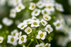 April 11, 2014-Phipps-2.jpg