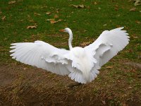 Egret6.jpg