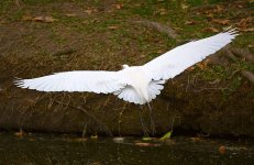 Egret5.jpg