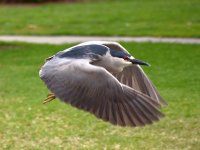 Heron4.jpg