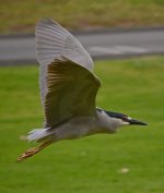 Heron5.jpg