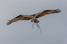 Nikonites-88-101.jpg