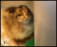 Day 103 chick.jpg