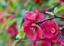 Seoul 2014 240.jpg