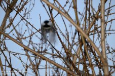 103 BIF-Almost-140413_01.jpg