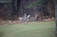 101 Deer-140411-01_01.jpg