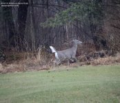 101 Deer-140411-02_01.jpg