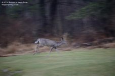 101 Deer-140411-03_01.jpg