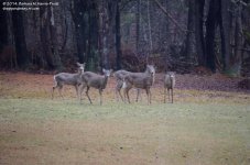 101 Deer-140411-04_01.jpg