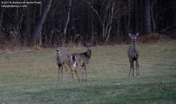 103 Deer-140413-01_01.jpg