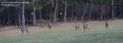 103 Deer-140413-02_01.jpg