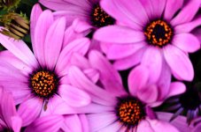 Daisies pink.jpg