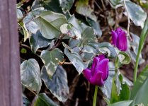 DSC_5358.jpg