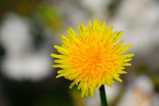 Dandylion on white.jpg