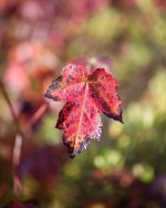 DSC_5240_8012-5.JPG