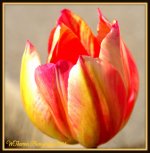 Tulip.jpg